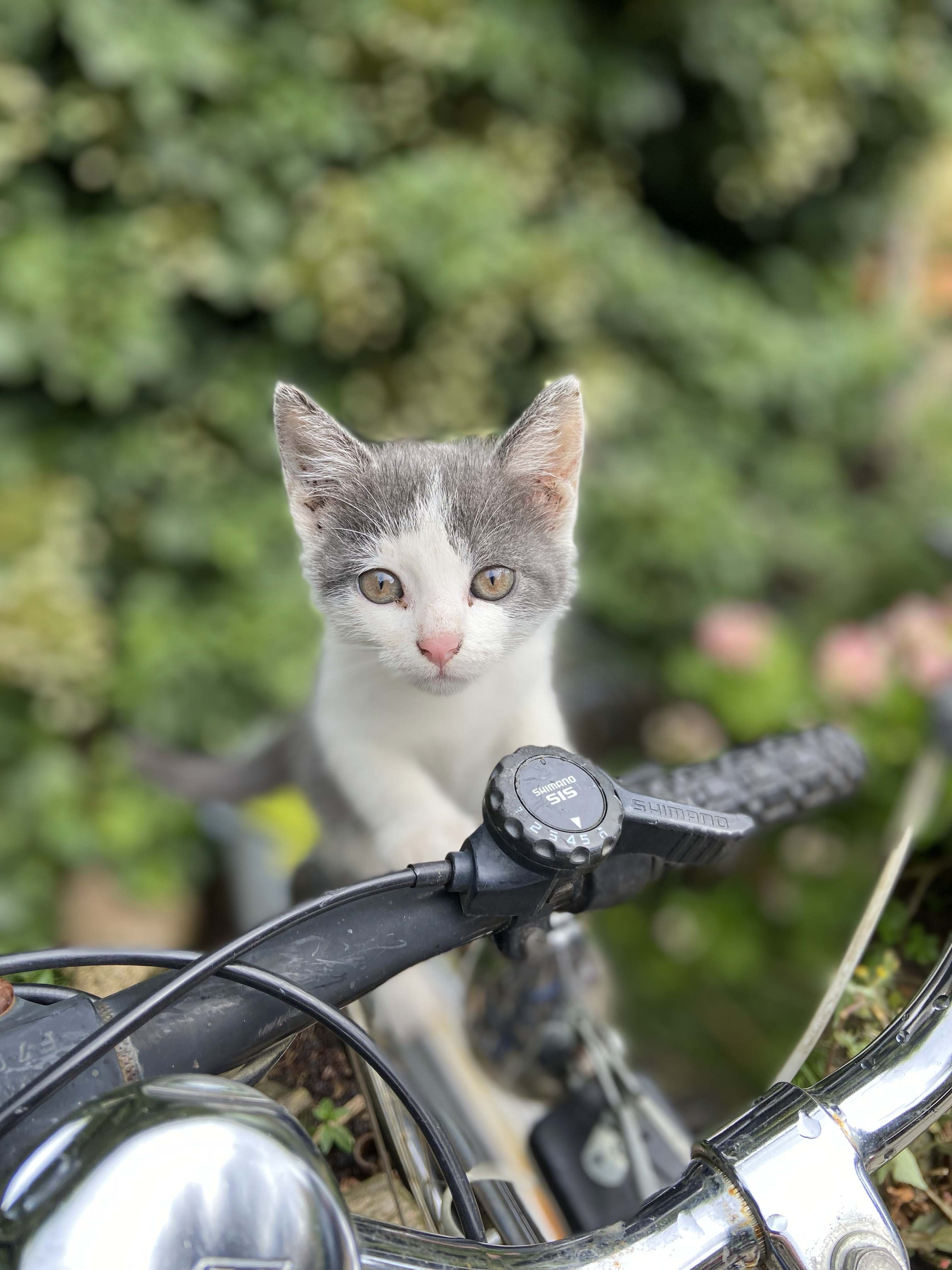 Katze