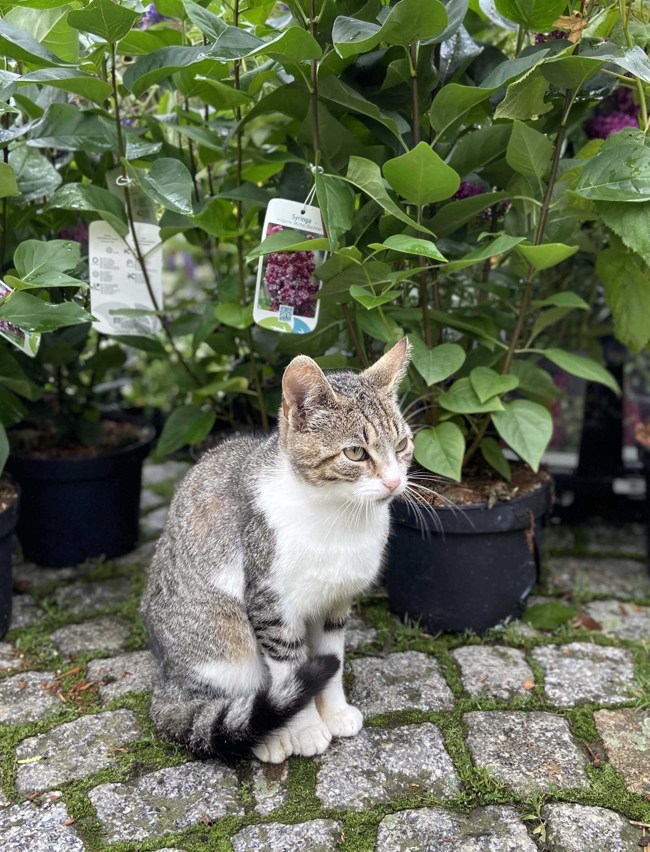 Katze