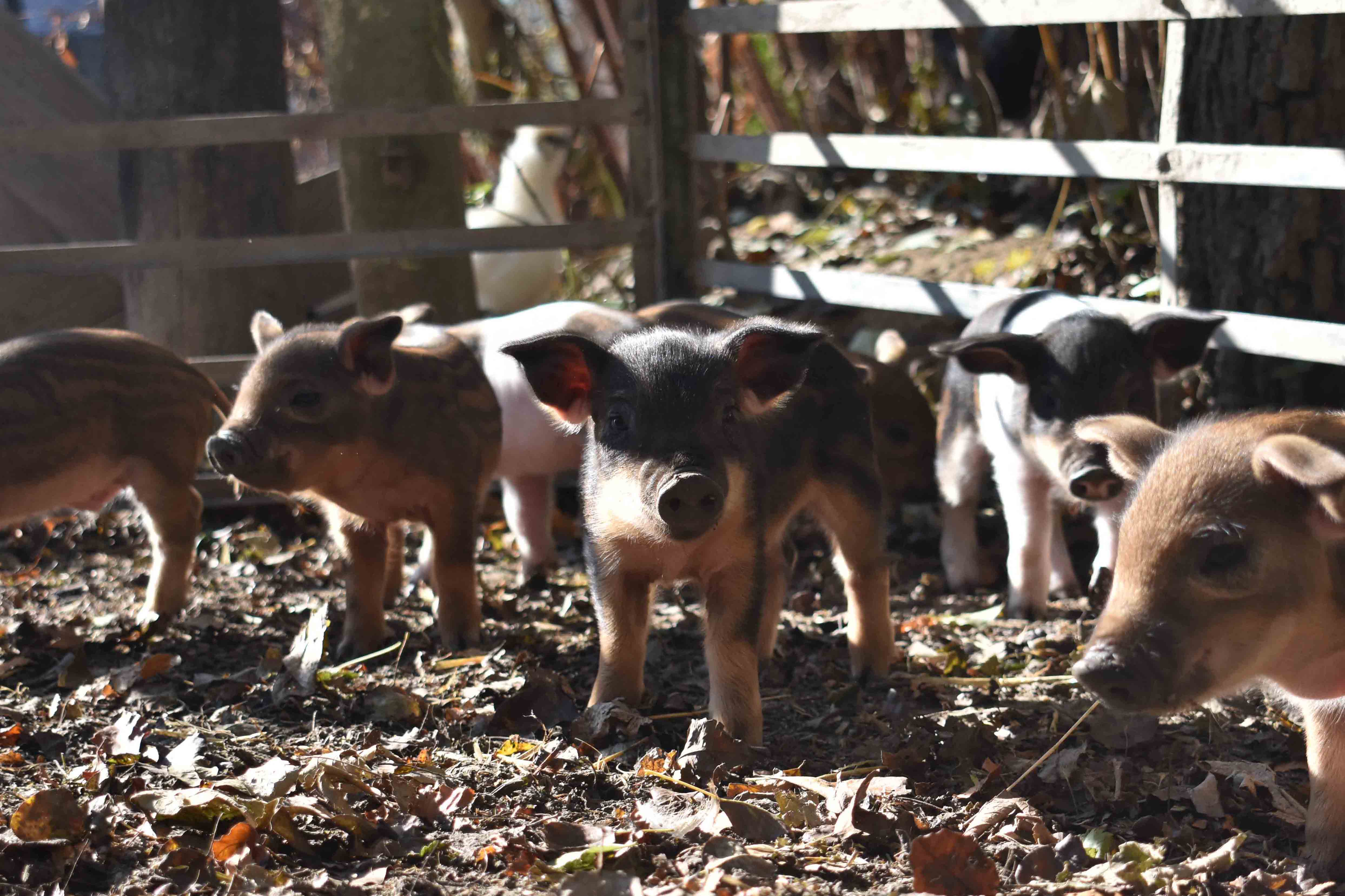 Schwein