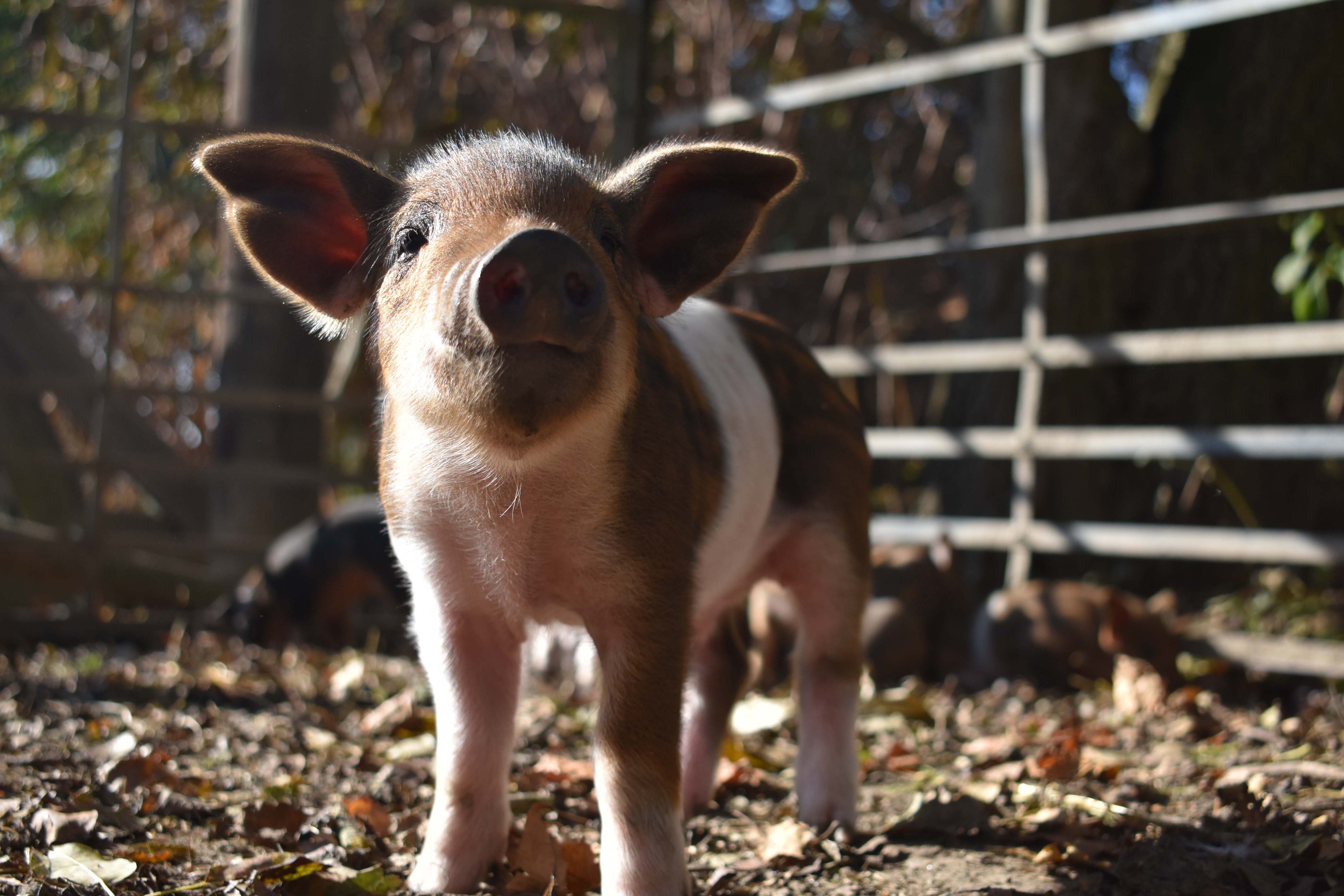 Schwein