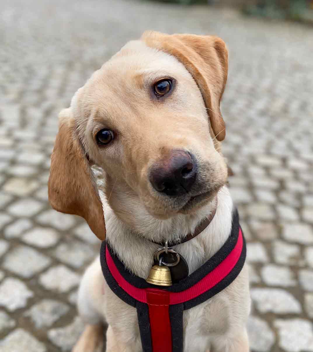 Hund