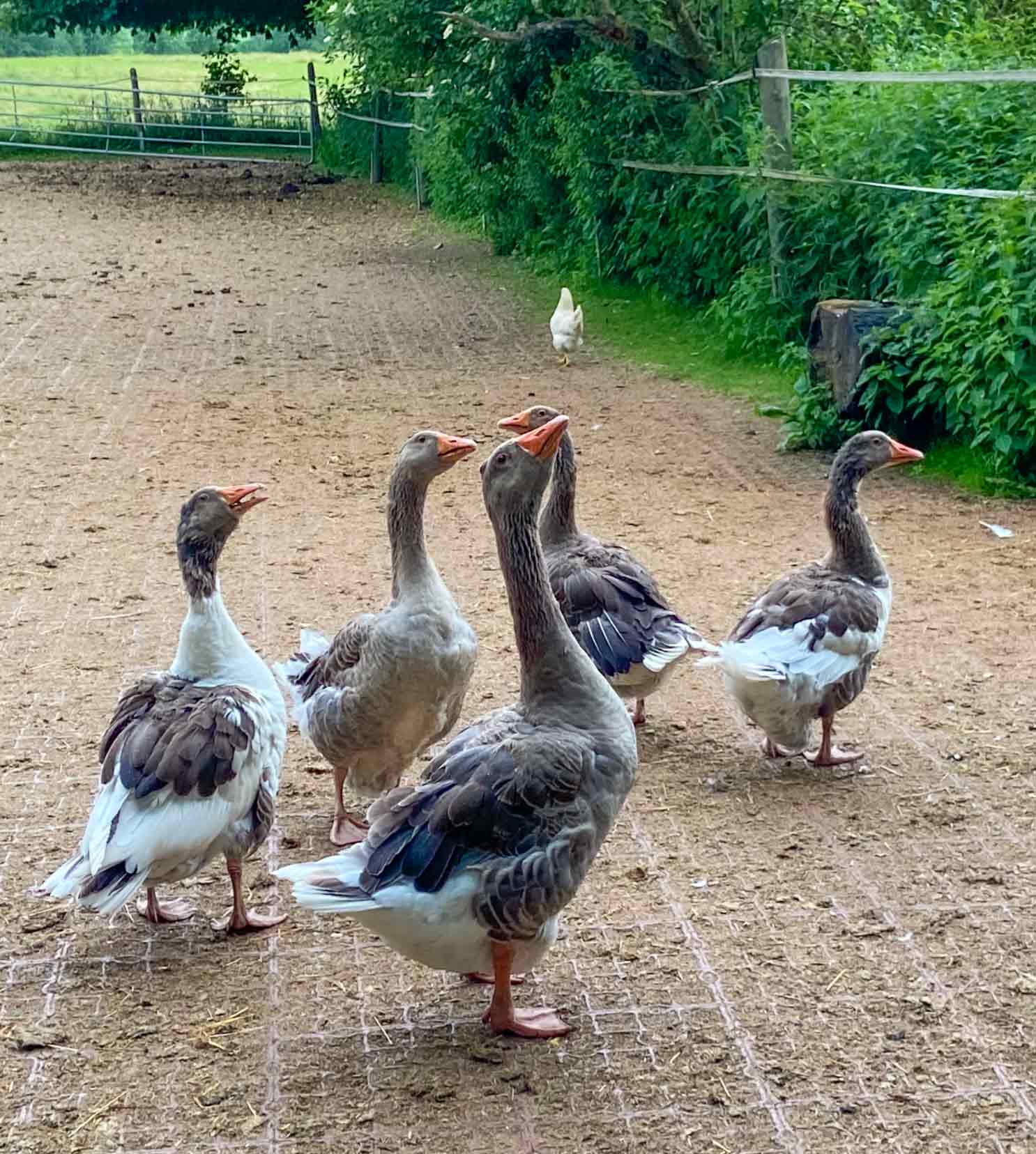 Gänse