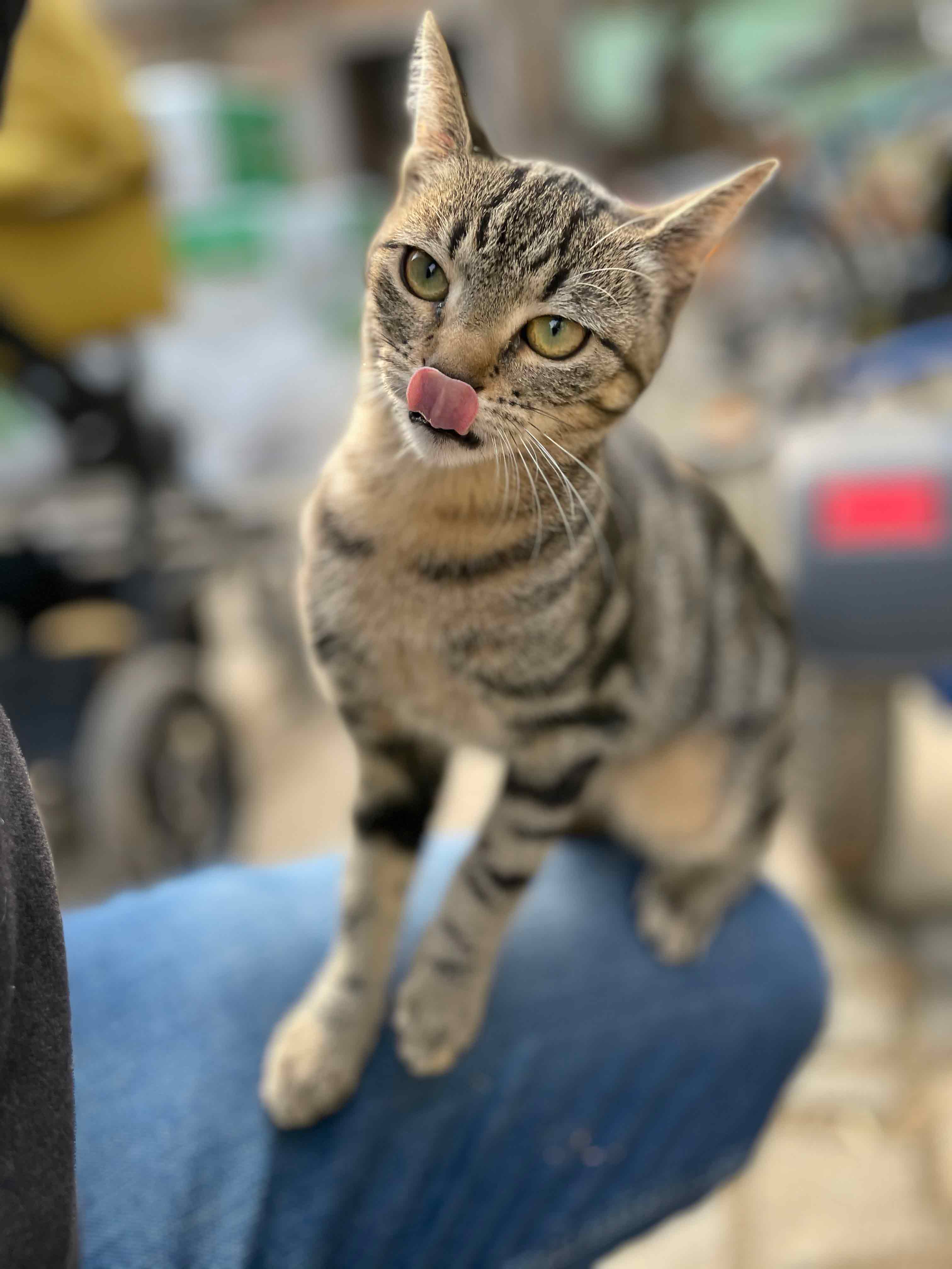 Katze