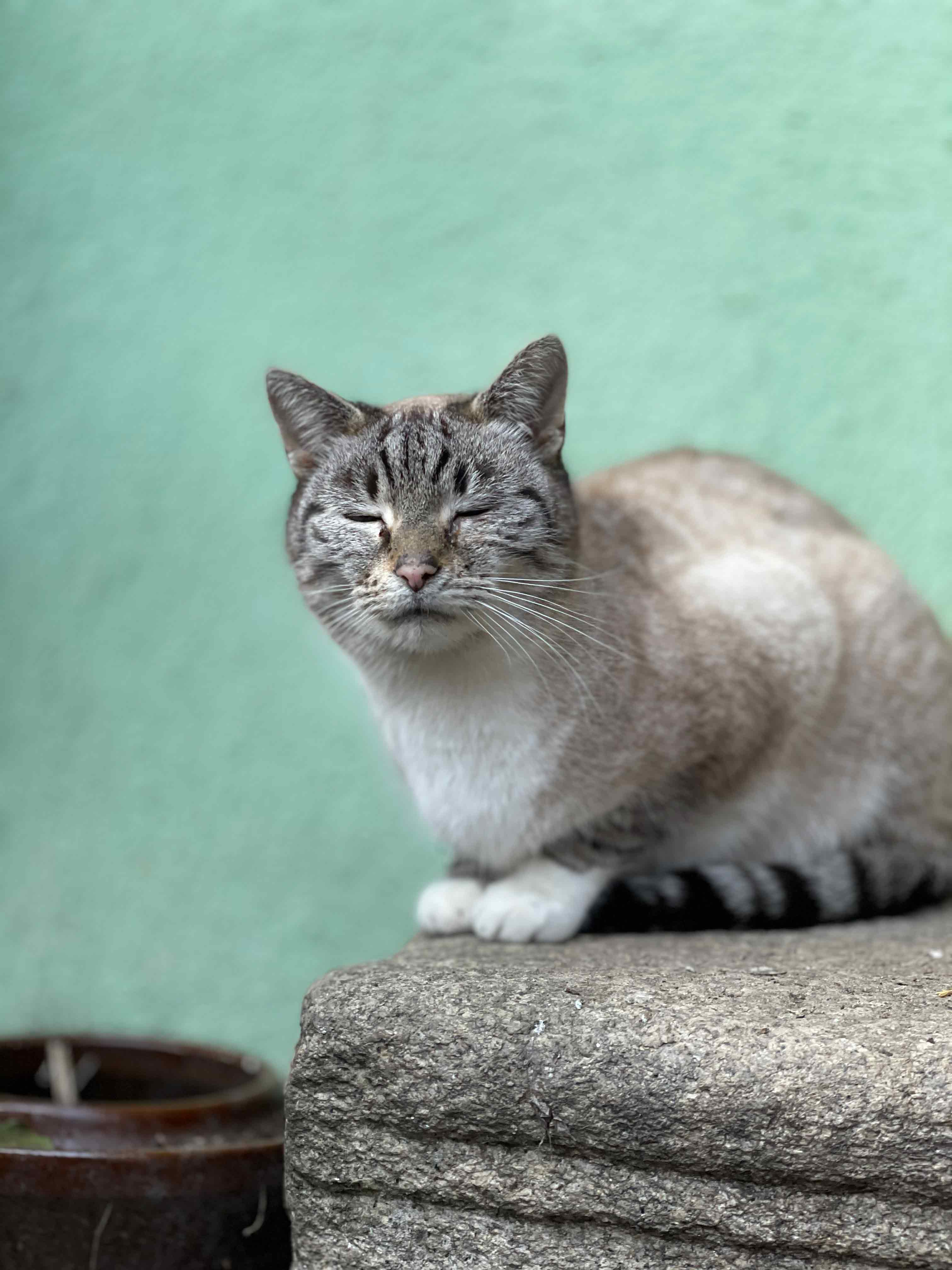 Katze