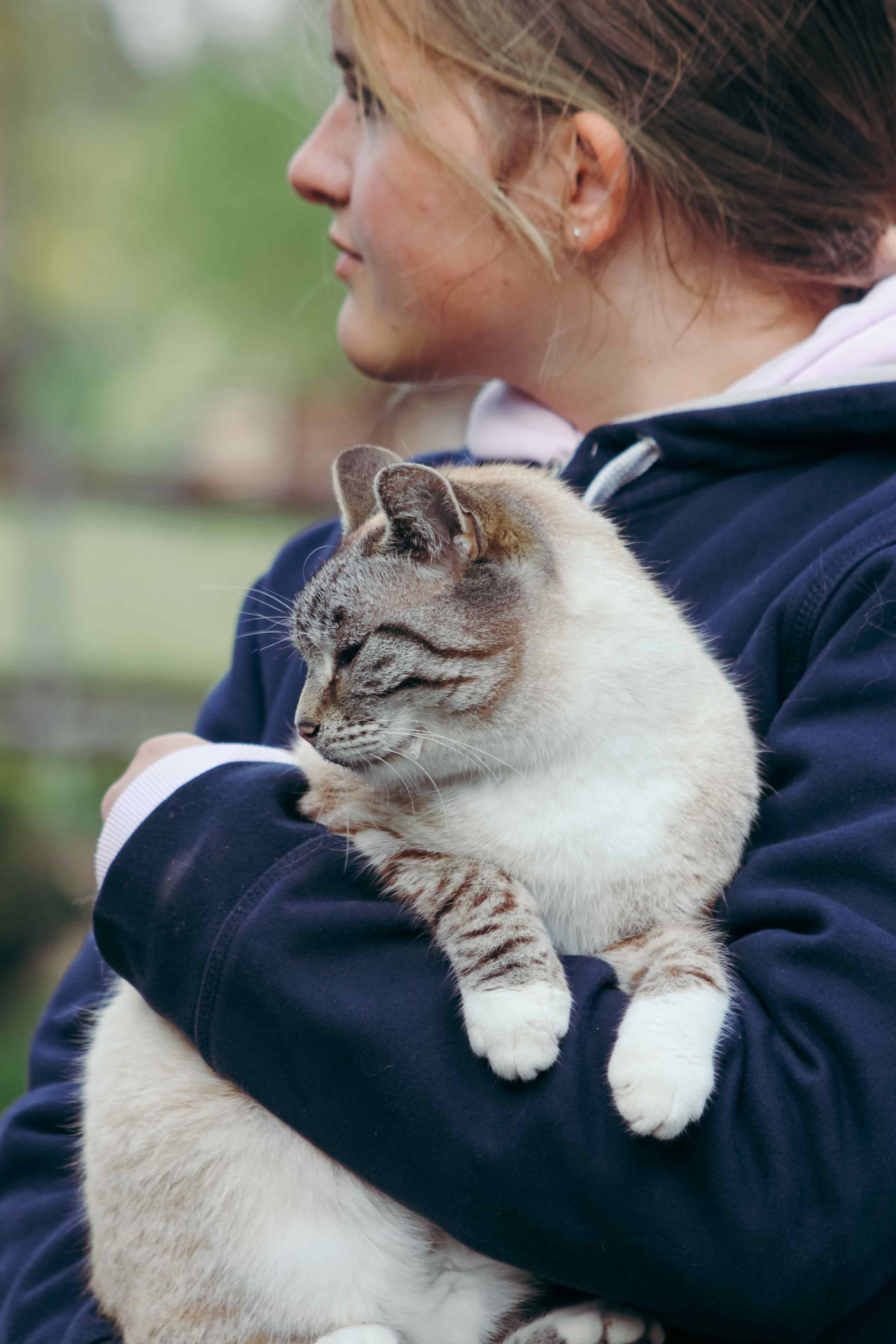 Katze