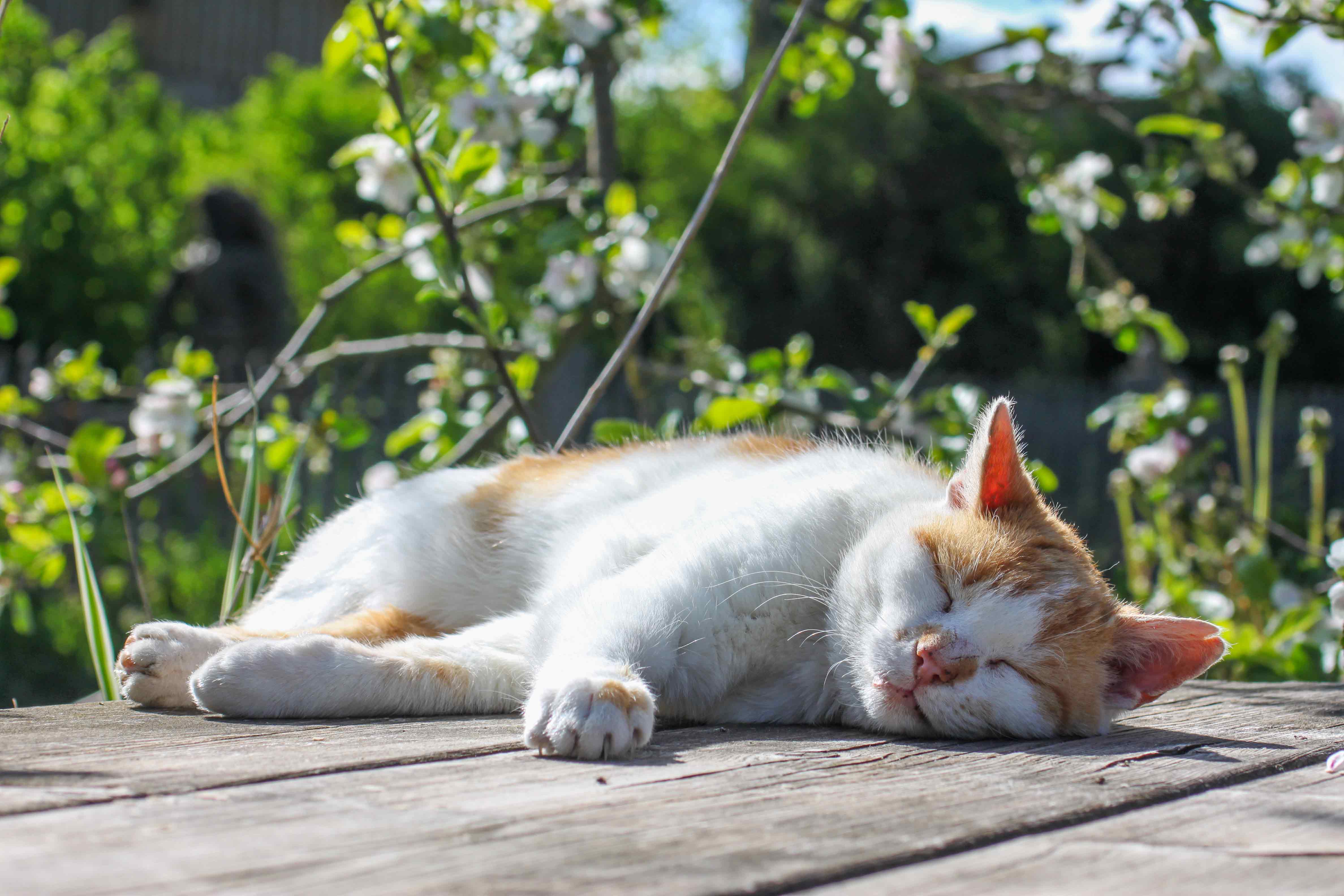 Katze