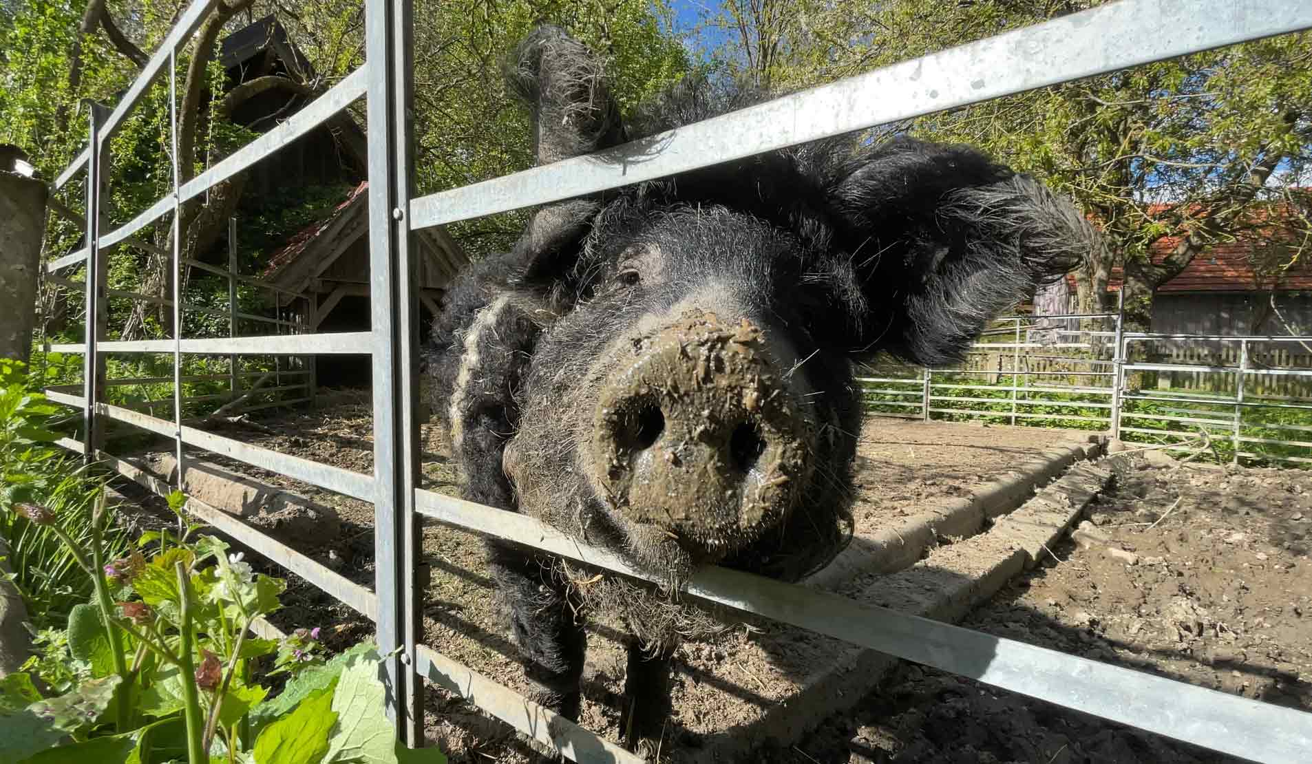 Schwein