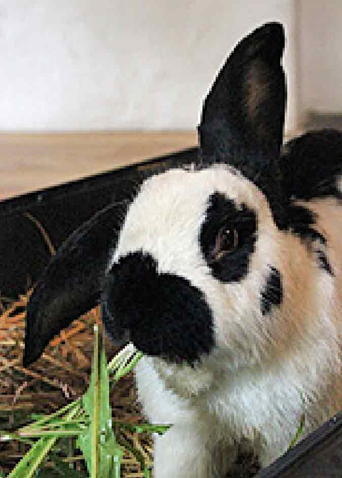 Hase
