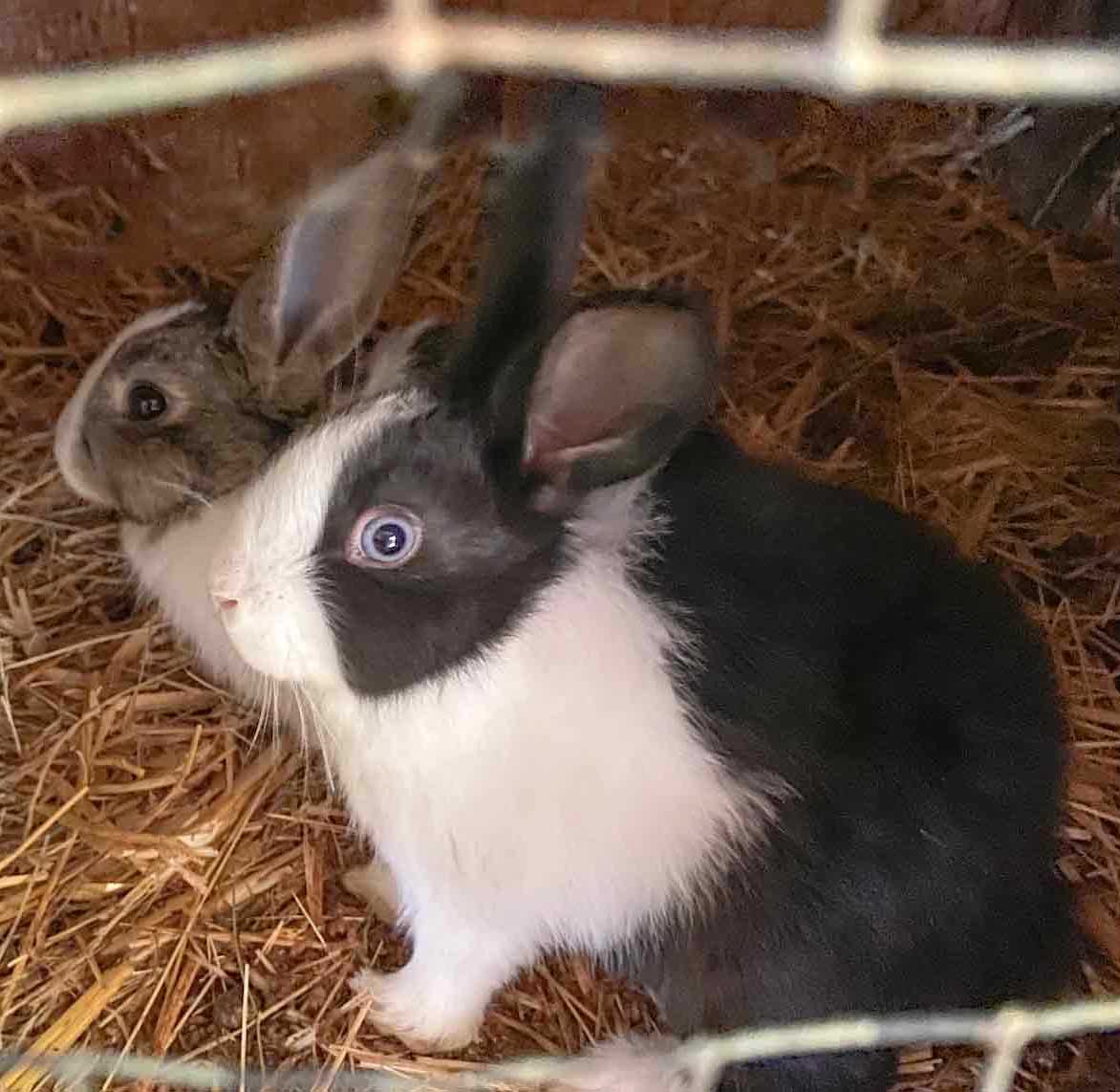 Hase