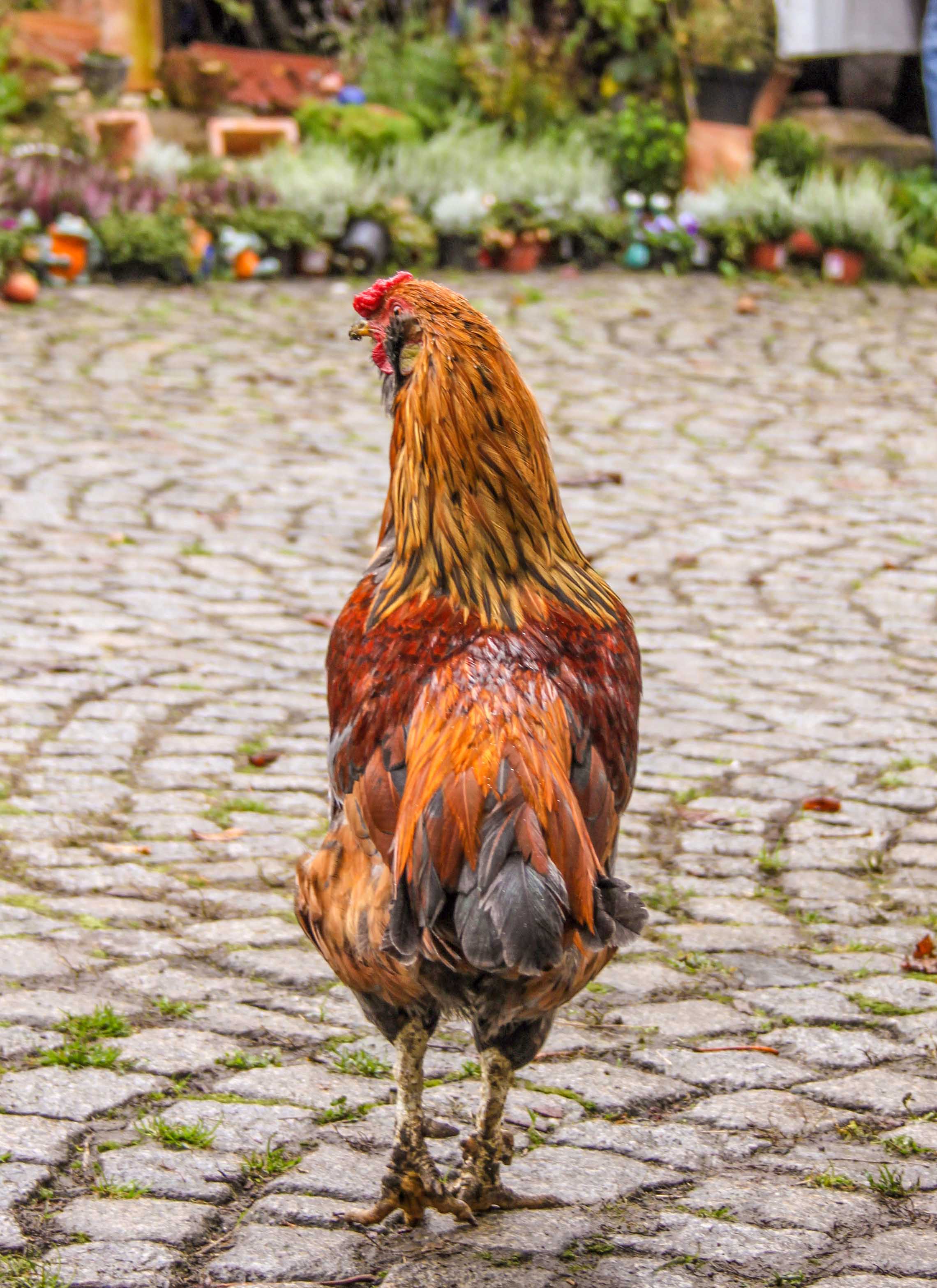 Huhn