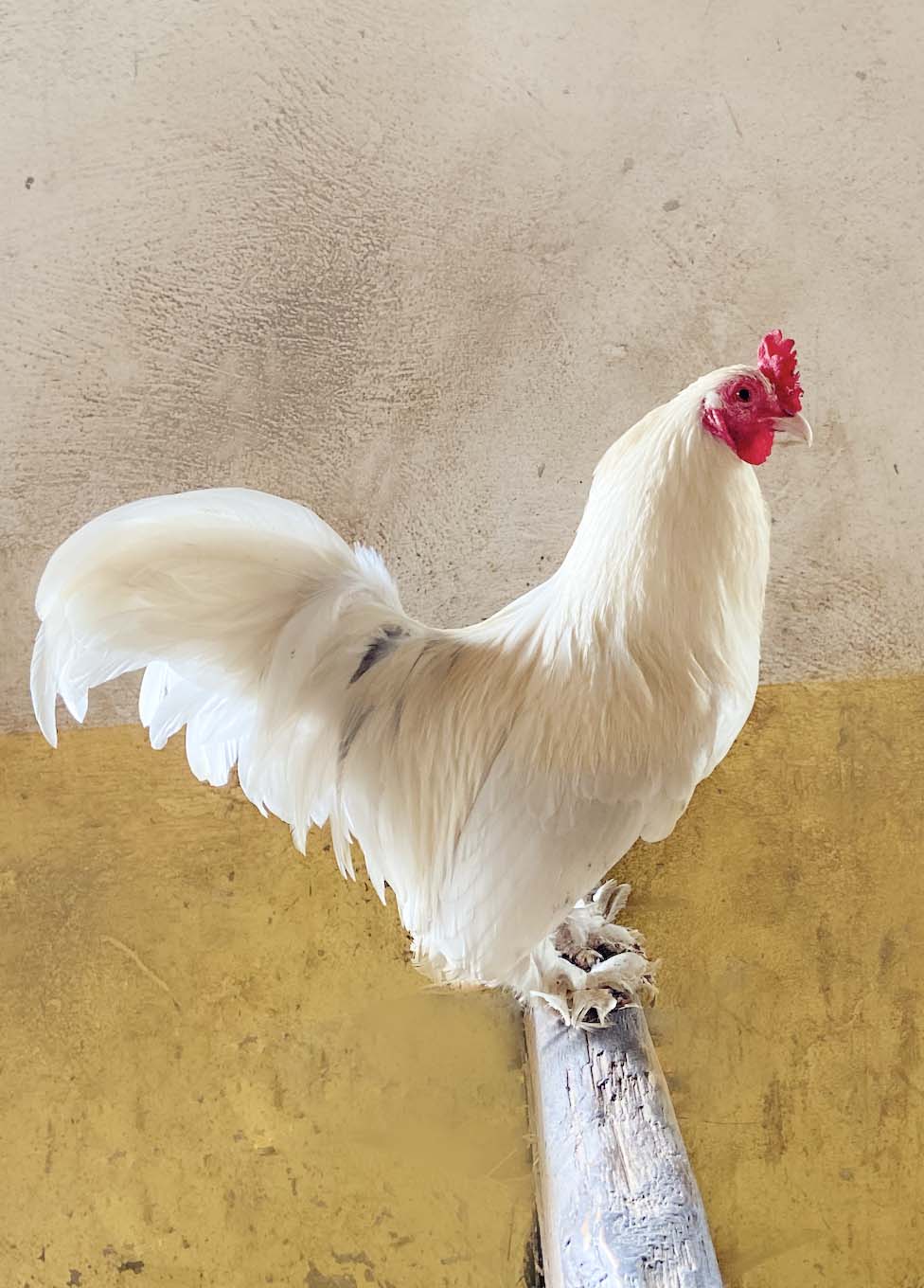 Huhn