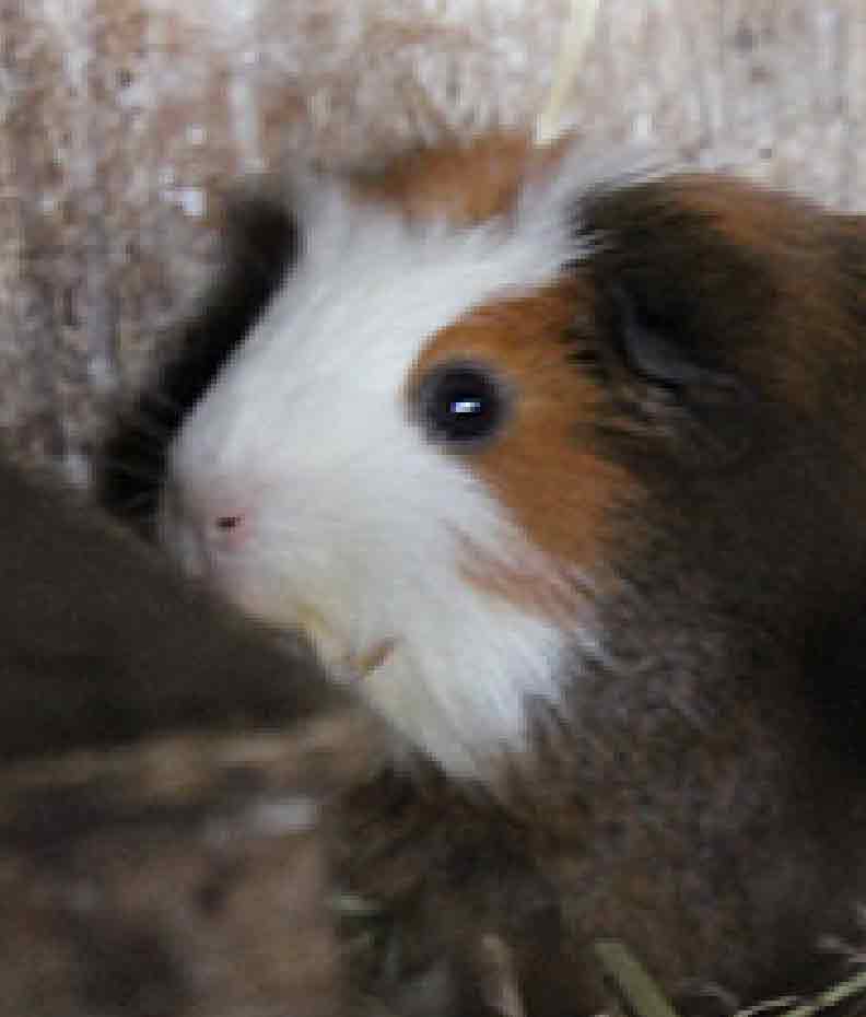 Meerschweinchen