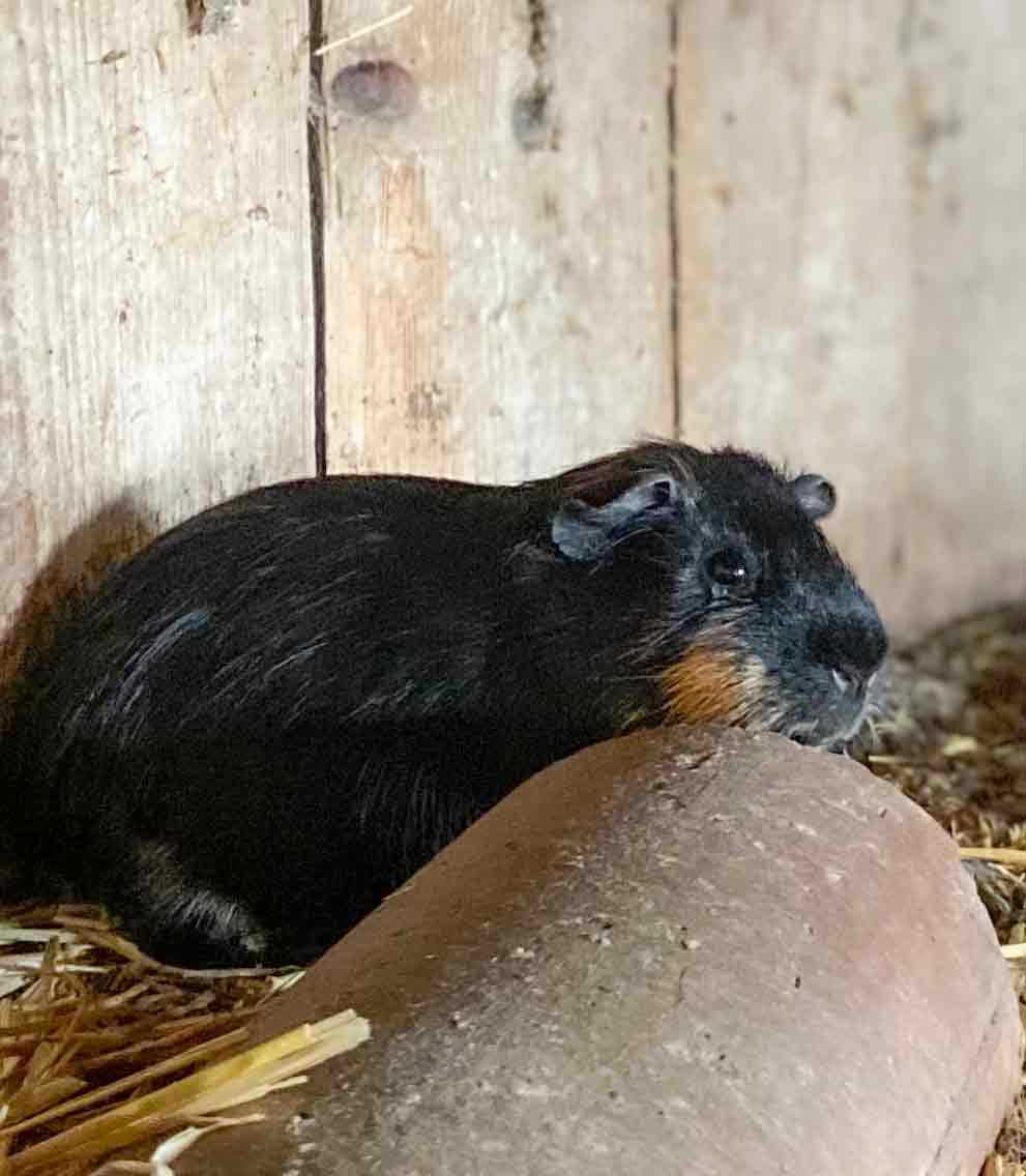 Meerschweinchen