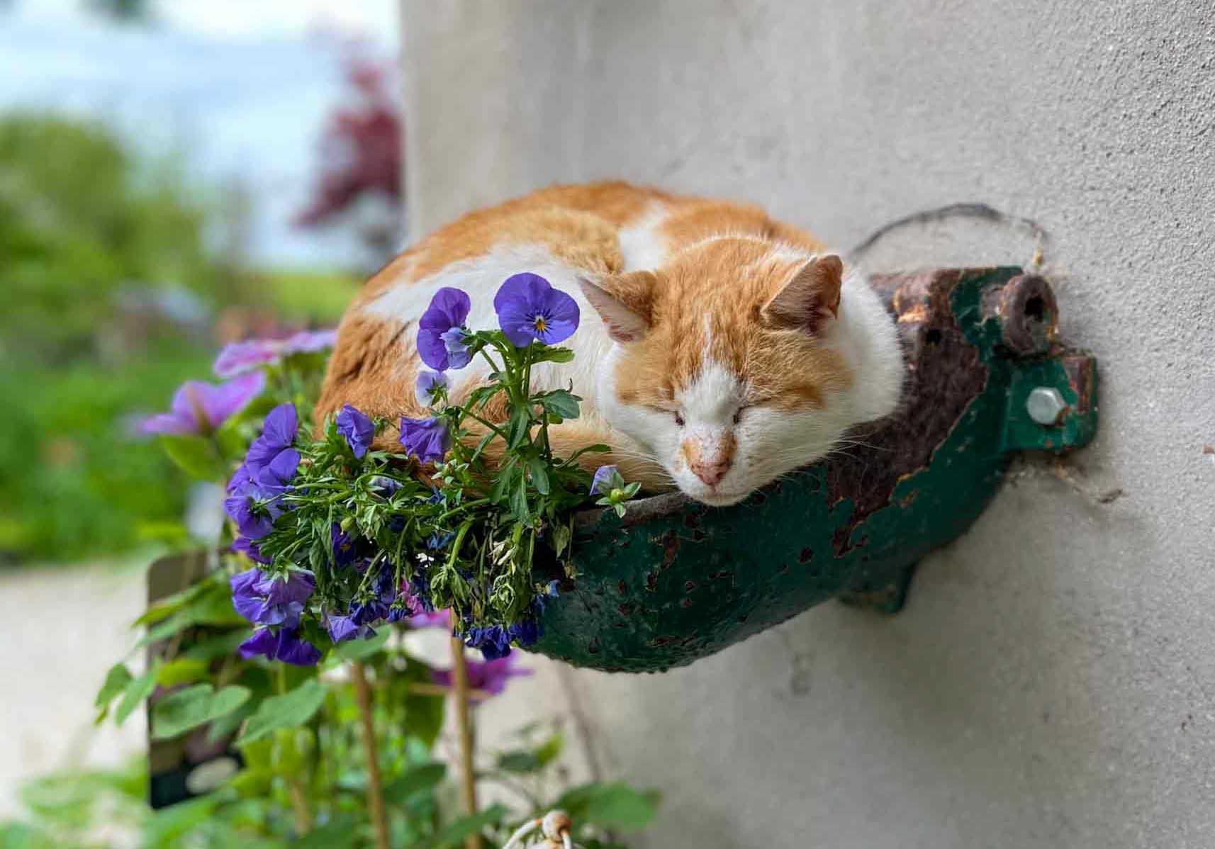 Katze